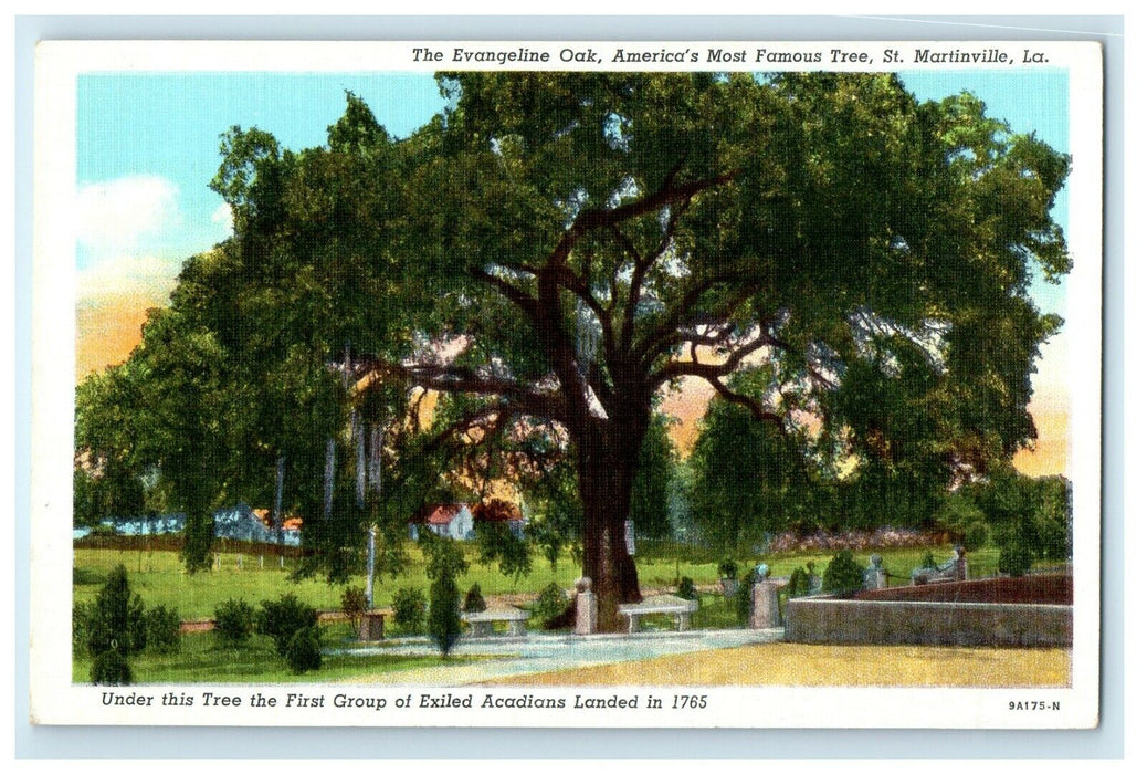 The Evangeline Oak America's Most Famous Tree St. Martinville Louisiana Postcard