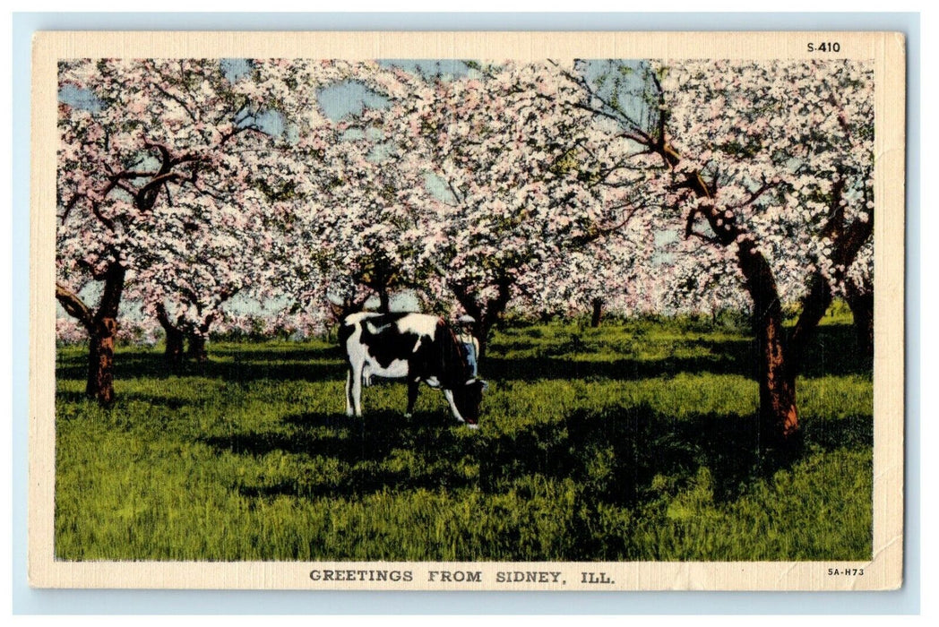 c1940's Greetings From Sydney Illinois IL, Blossom Trees Cow Postcard