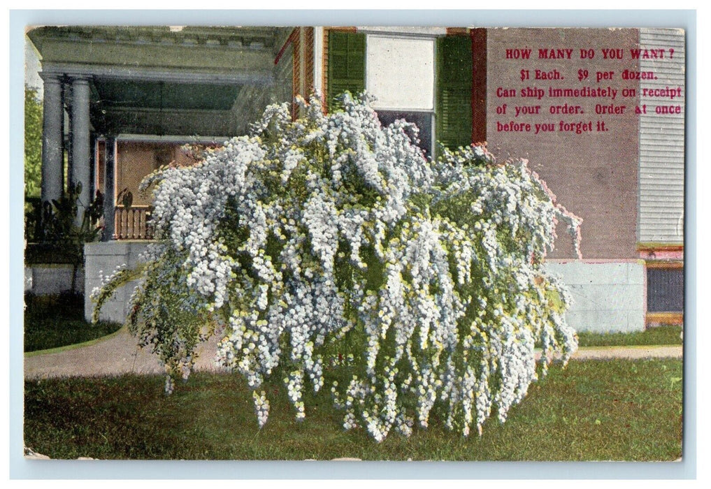1912 Spirea Van Houtte Flowers Newark New York  Advertising NY Postcard