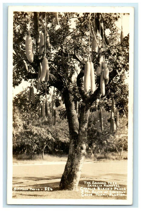 c1940's Sausage Tree Charlie Black's Place Miami Florida FL RPPC Photo Postcard