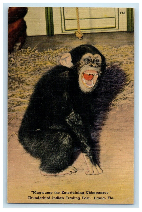 Mugwump The Entertaining Chimpanzee Thunderbird Indian Trading Dania FL Postcard