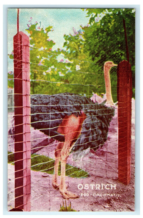 c1910 Ostrich Zoo Cincinnati Ohio OH Unposted Antique Bird Postcard