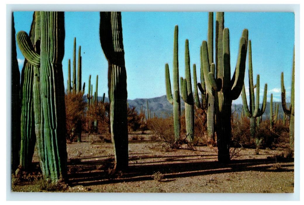 c1960's Giant Cacti Saguaros Arizona AZ Unposted Vintage Desert Postcard