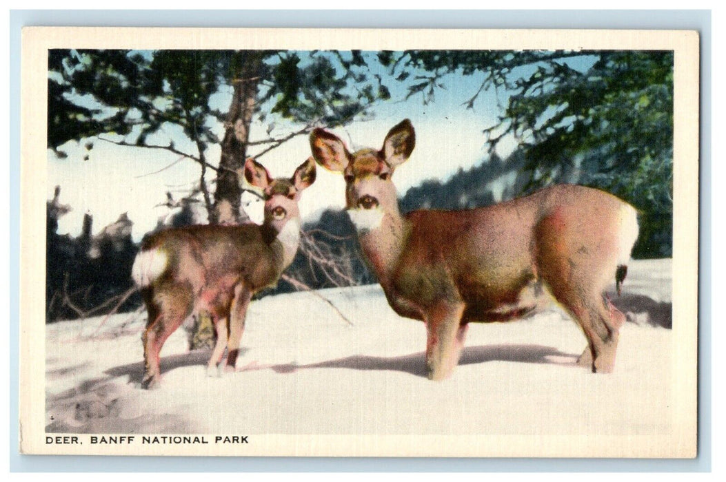 Banff Canada, National Park Deer Winter Canadian Pacific Railway Postcard