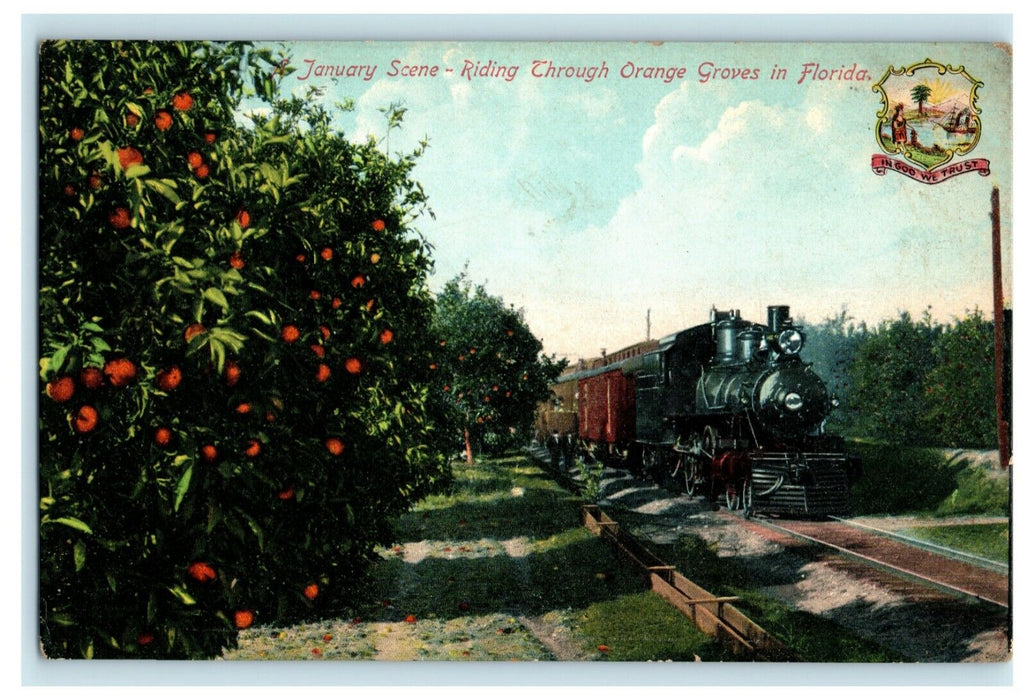 c1910 January Train Through Orange Groves Florida FL Unposted Antique Postcard