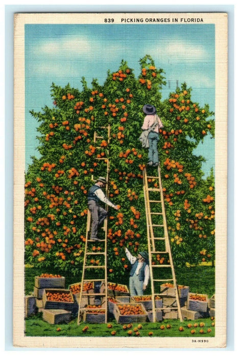 Picking Oranges in Florida Men Ladders Boxes Linen 1937 Postcard