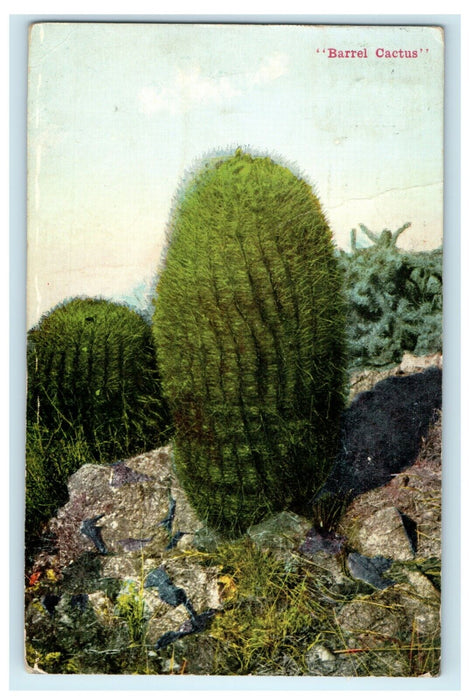 1914 Barrel Cactus Los Angeles California CA Panama Exposition Postcard