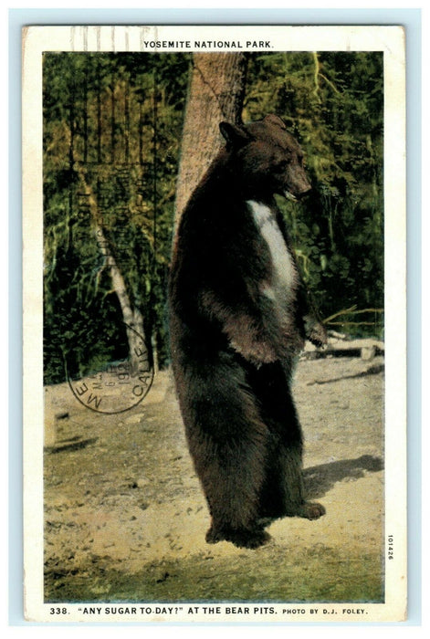 Black Bear Yosemite National Park 1929 Merced Postmark Vintage Postcard