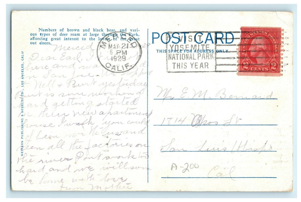 Black Bear Yosemite National Park 1929 Merced Postmark Vintage Postcard