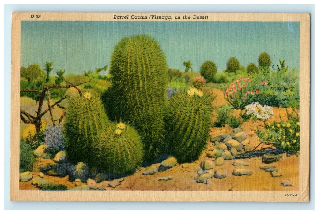 c1940's Barrel Cactus Desert Phoenix Arizona AZ Posted Vintage Postcard