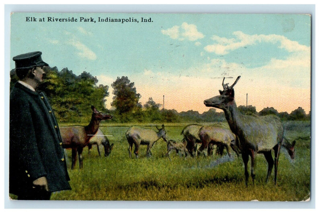 1911 Elk At Riverside Park Indianapolis Indiana IN Posted Antique Postcard