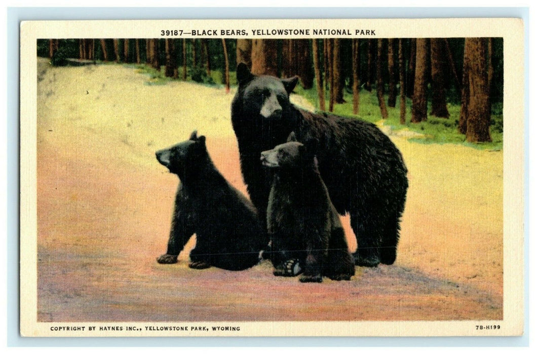 Black Bears, Yellowstone National Park Wyoming Cute Vintage Antique Postcard