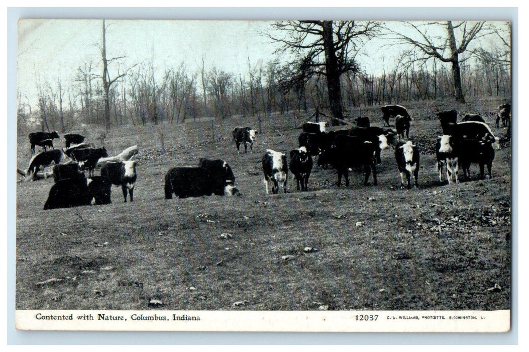 c1920s Herd of Cows, Contented with Nature, Columbus IN Photoette Postcard