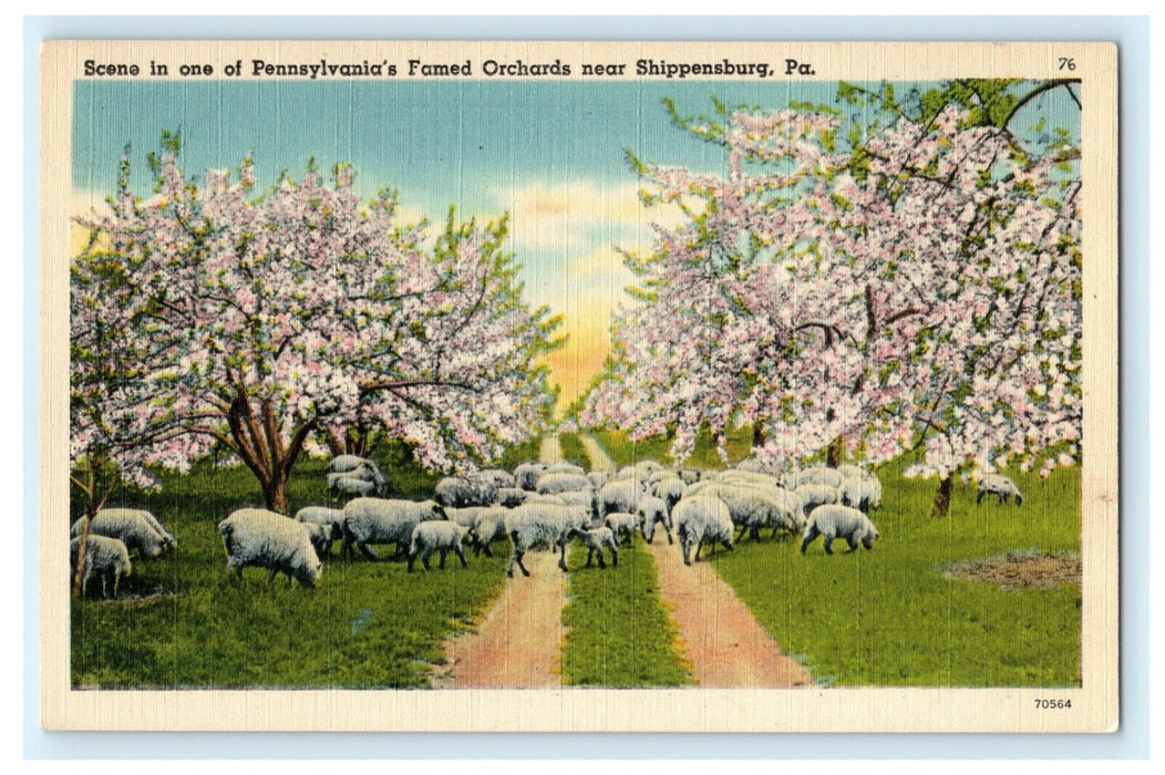 Pennsylvania's Famed Orchards Near Shippensburg Sheep Apple Blossoms Postcard