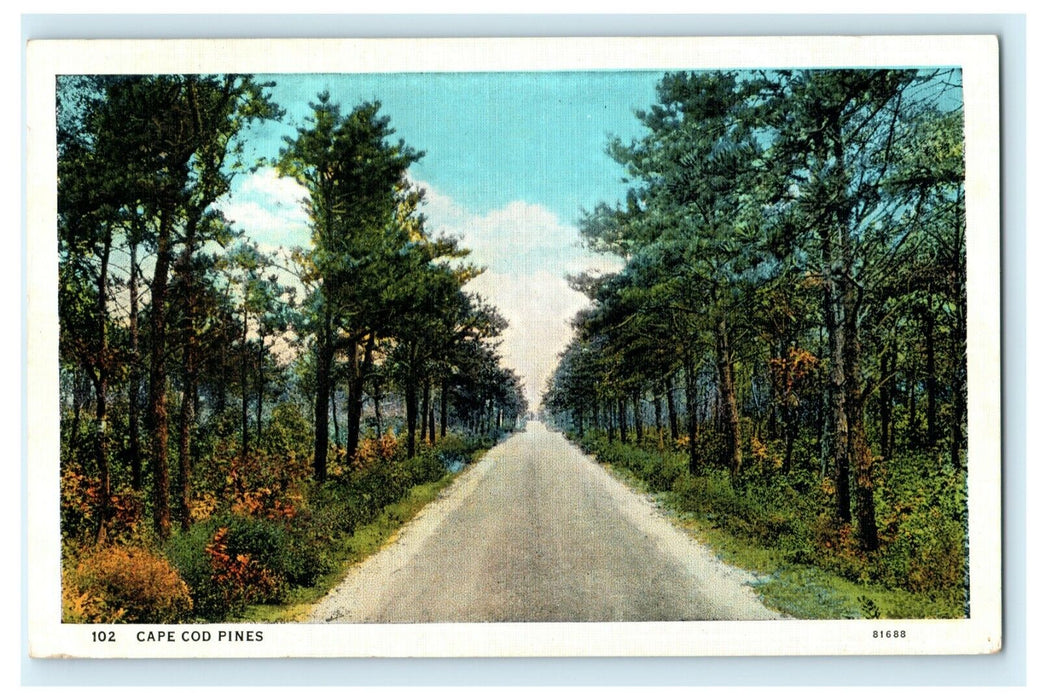 Cape Cod Pines West Dennis Road Massachusetts Vintage Postcard