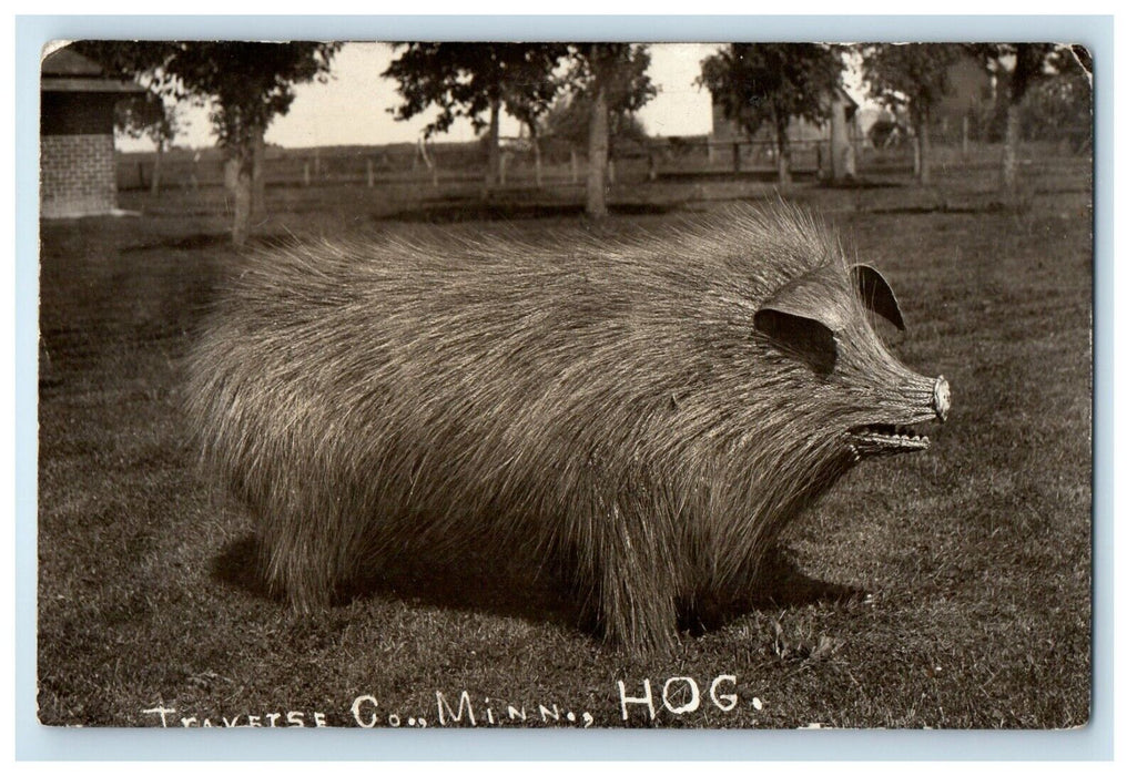 c1910's Traverse Co. Hog Minnesota MN RPPC Posted Antique Postcard