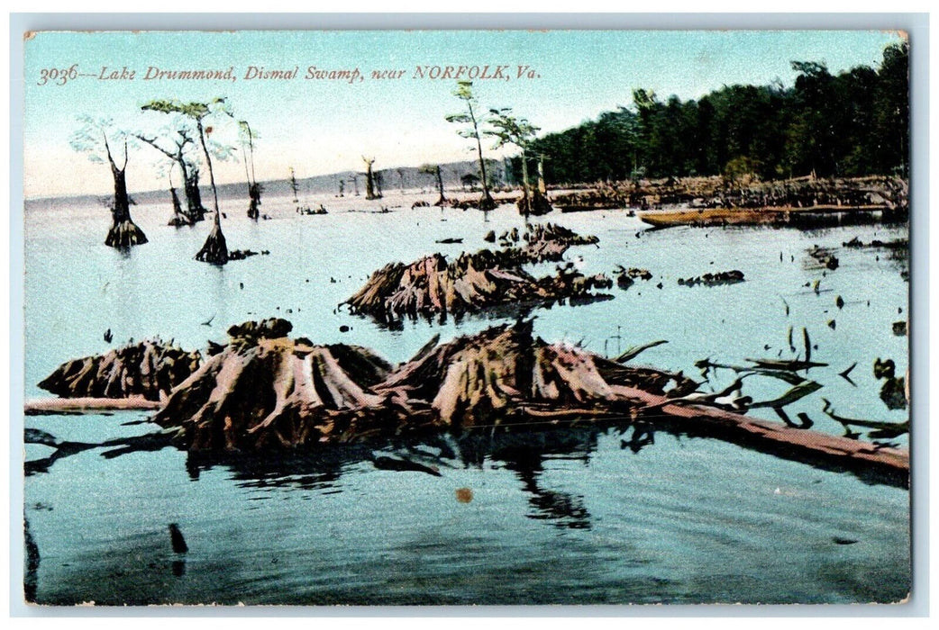 c1910's Lake Drummond Dismal Swamp Near Norfolk Virginia VA Antique Postcard