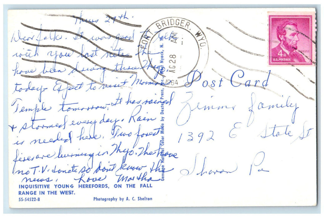 1964 Wyoming Cattle Ranch Young Herefords Fort Bridger Wyoming WY Postcard