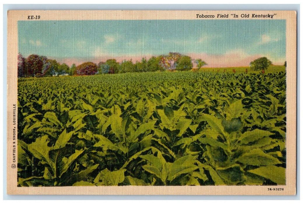 1953 Tobacco Field Crop Plants Exterior Old Kentucky KYVintage Antique Postcard