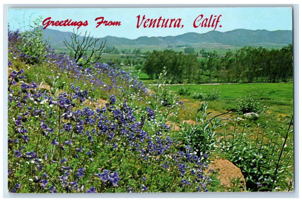 1974 Wildflowers in Bloom Greetings from Ventura California CA Postcard