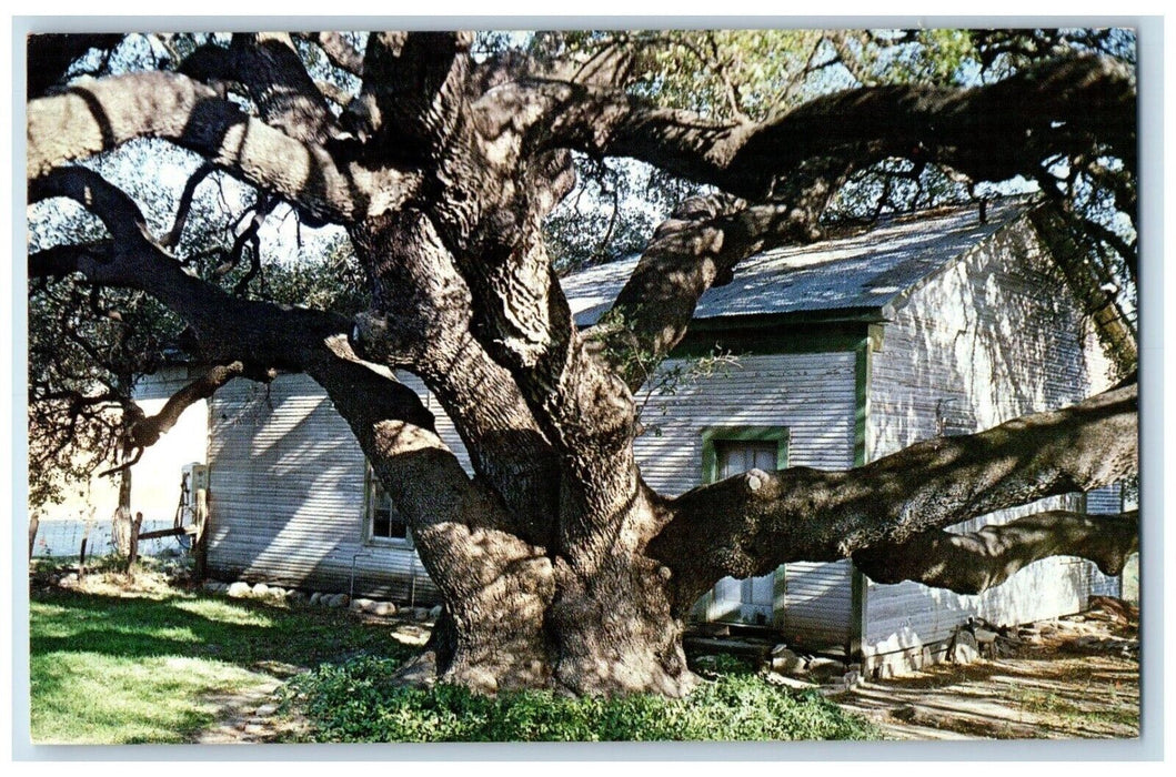 1964 Older Than Methuselah Old Oak Tree Rio Frio Texas TX Vintage Postcard