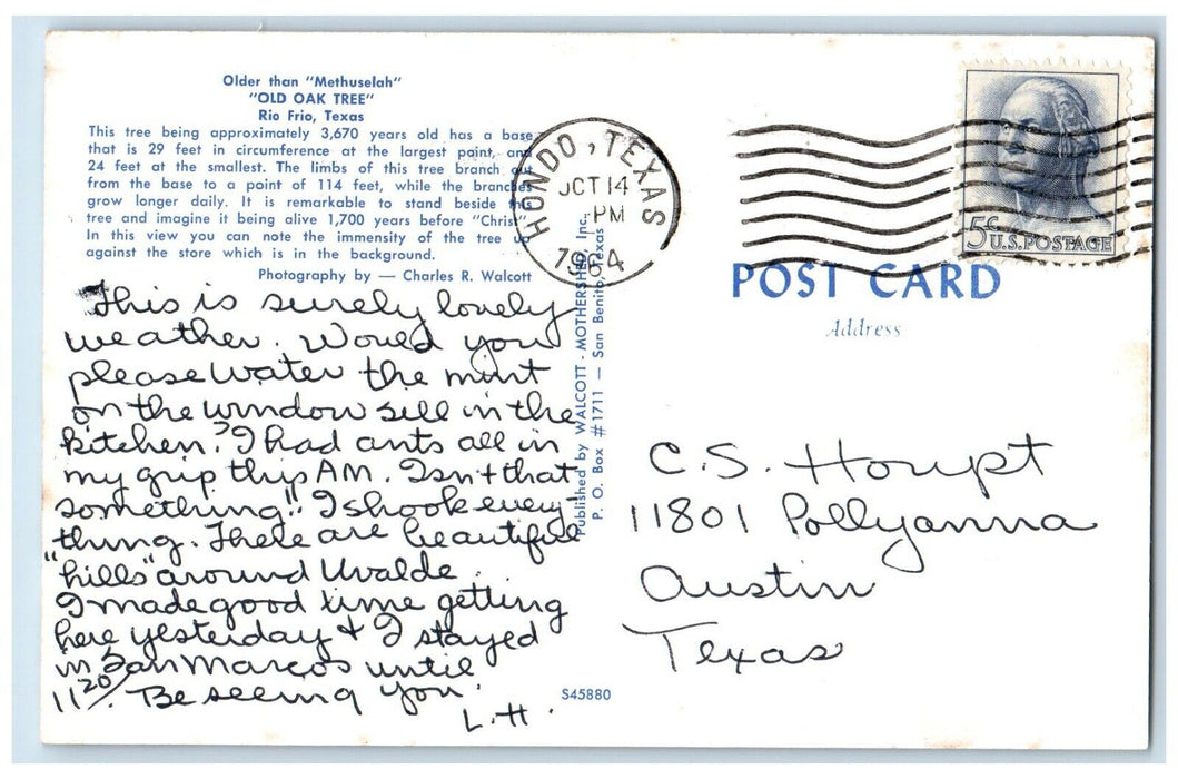 1964 Older Than Methuselah Old Oak Tree Rio Frio Texas TX Vintage Postcard