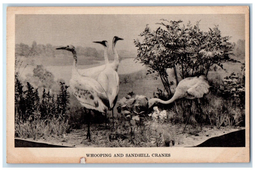 c1940 Whooping Sandhill Cranes Field Museum History Chicago Illinois IL Postcard