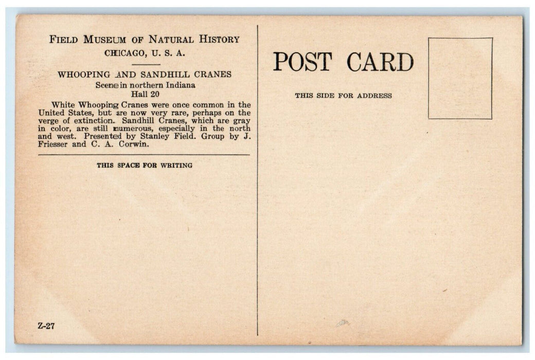 c1940 Whooping Sandhill Cranes Field Museum History Chicago Illinois IL Postcard
