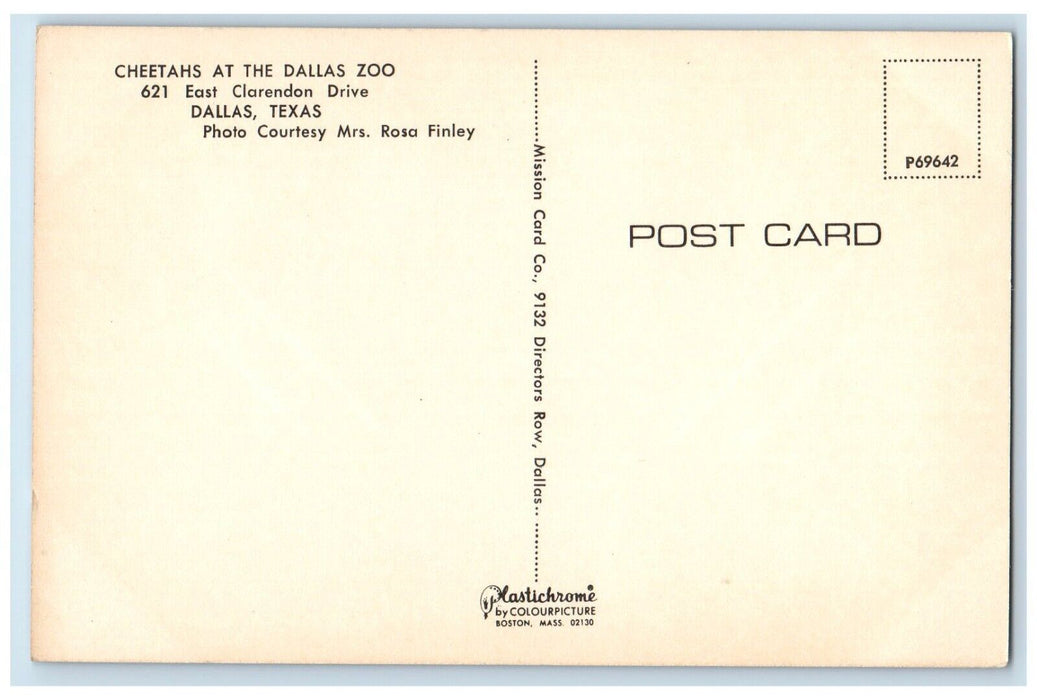 c1960 Cheetahs Dallas Zoo East Clarendon Drive Animal Dallas Texas TX Postcard