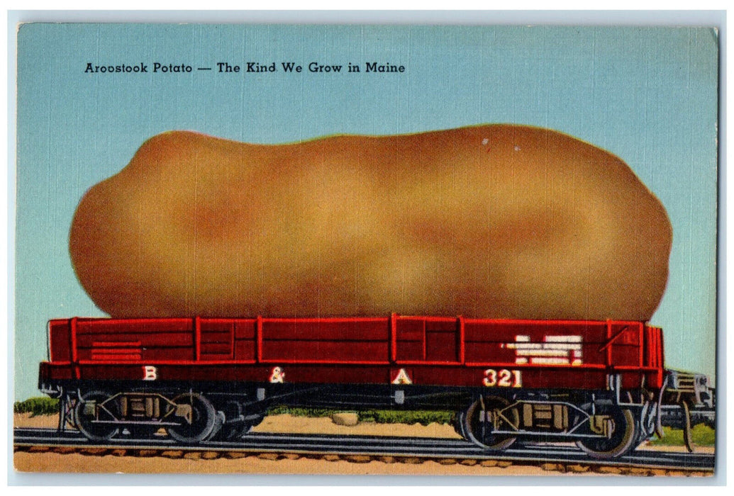 c1940's Aroostook Exaggerated Potato Kind We Grow in Maine ME Postcard