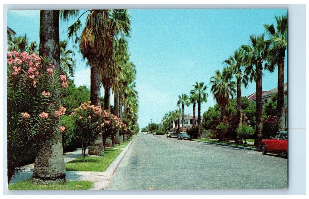 1959 Residential Street Road Palm Scene Galveston Texas Antique Vintage Postcard