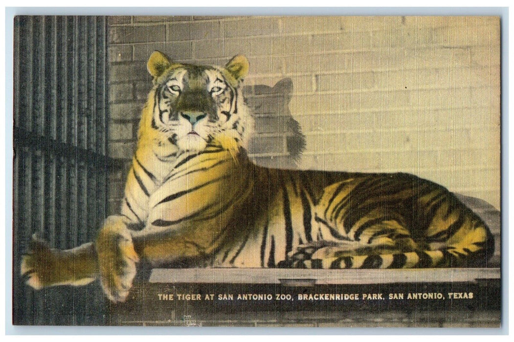c1940 Tiger San Antonio Zoo Brackenridge Park San Antonio Texas Antique Postcard