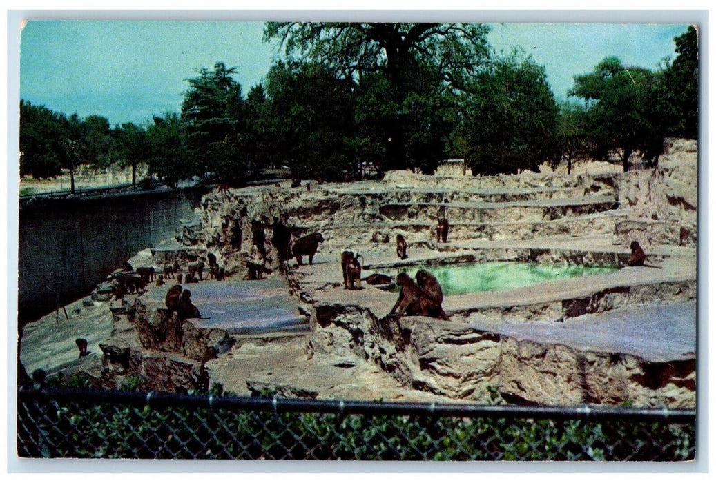 c1960 Monkey Island Brackenridge Park San Antonio Texas Vintage Antique Postcard