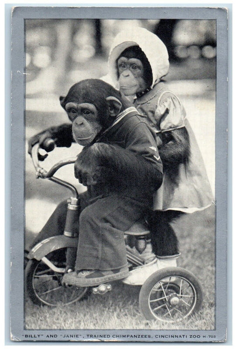 c1940 Billy Janie Trained Chimpanzee Cincinnati Ohio OH Vintage Antique Postcard