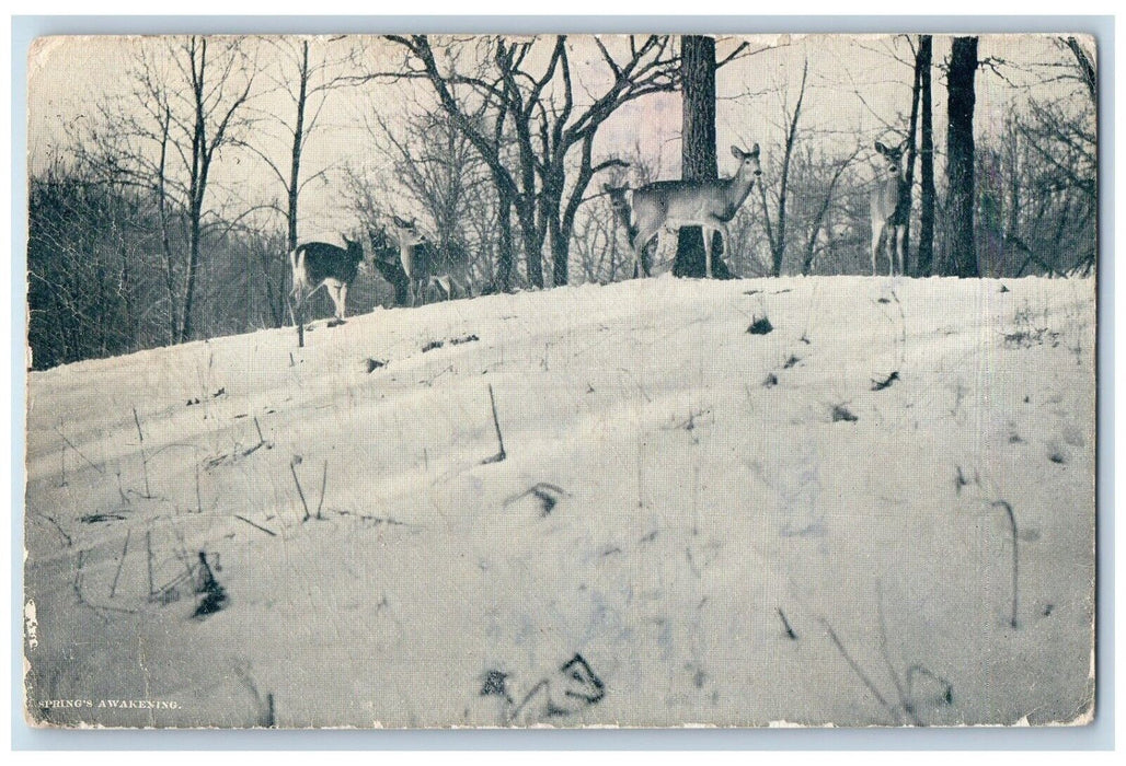 1909 Springs Awakening Deer In Winter Kalispell Montana MT Antique Postcard