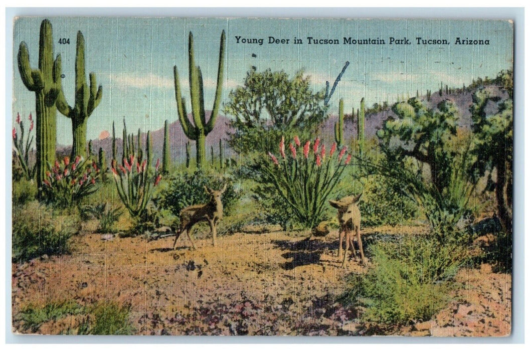 1946 Young Deer In Tucson Mountain Park Tucson Arizona AZ Vintage Postcard