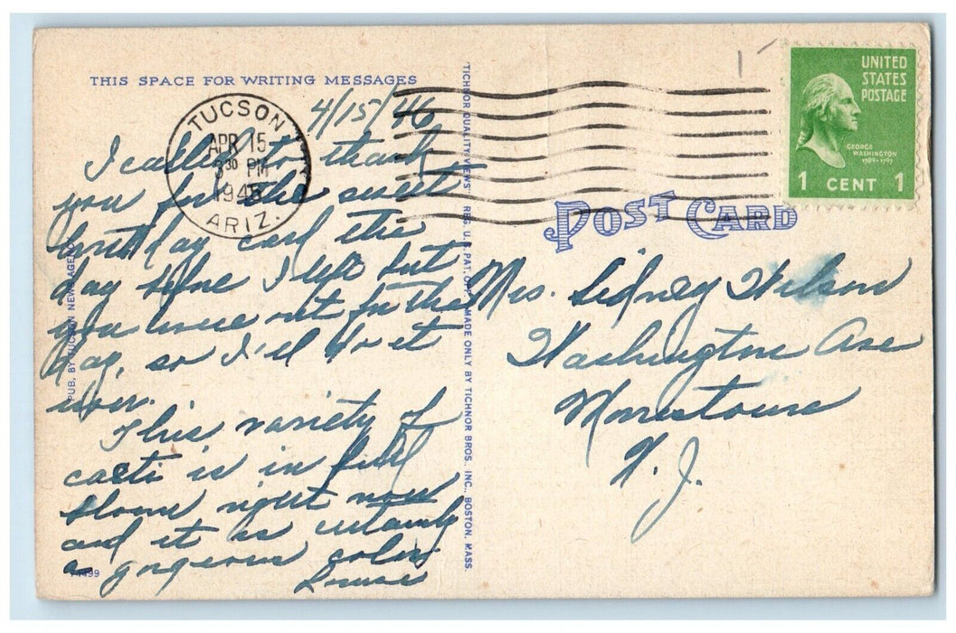 1946 Young Deer In Tucson Mountain Park Tucson Arizona AZ Vintage Postcard