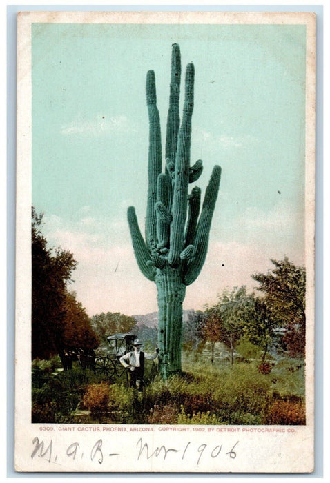 c1905 Giant Cactus Phoenix Arizona AZ, Man Horse Carriage Antique Postcard