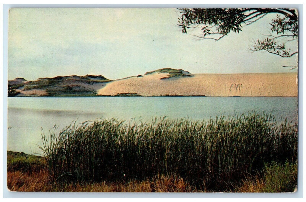 c1950's View Of Sand Dunes On Cape Cod Massachusetts MA Vintage Postcard