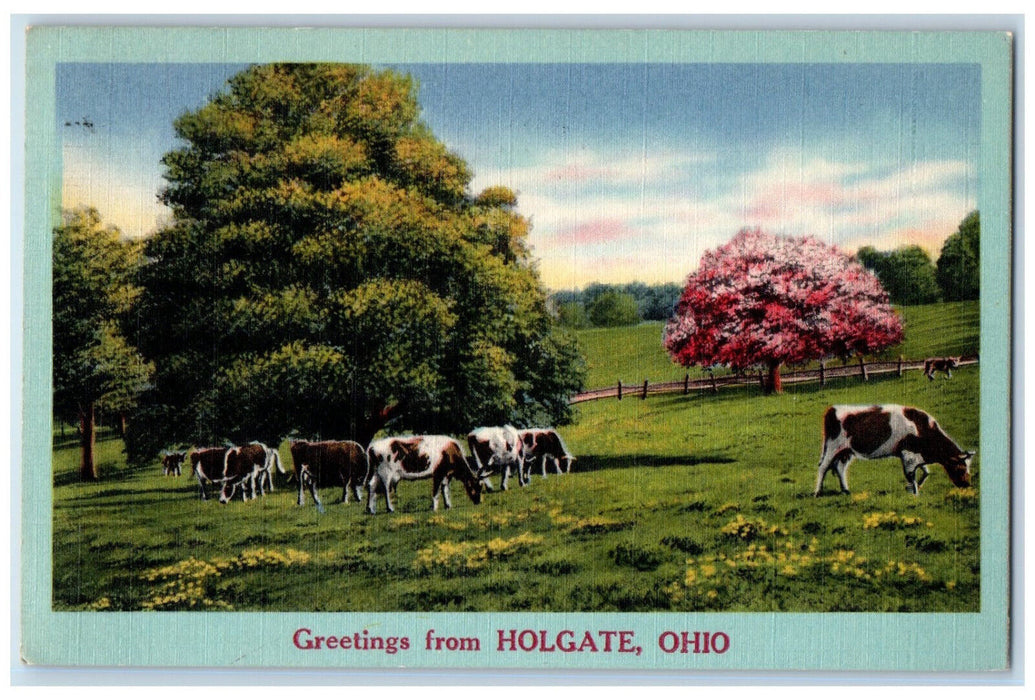 1958 Cows Grass Scene Greetings from Holgate Ohio OH Vintage Postcard