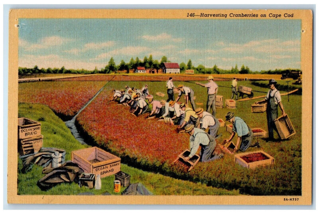 Harvesting Cranberries On Cape Cod Massachusetts MA, Ocean Spray Brand Postcard