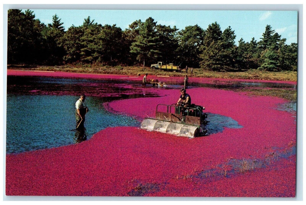 c1950's Harvesting Cranberries On Cape Cod Massachusetts MA Vintage Postcard