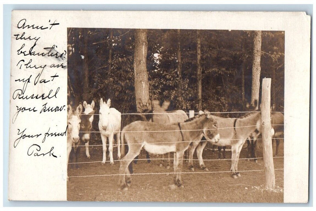 c1940's Donkey Mule Pen View Westfield Massachusetts MA RPPC Photo Postcard