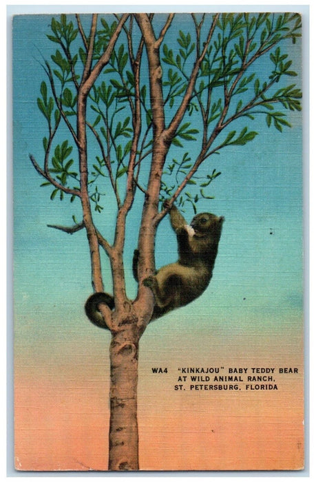 c1940 Kinkajou Baby Teddy Bear Wild Animal Ranch St Petersburg Florida Postcard