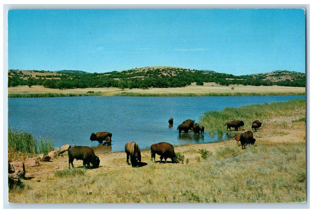 c1960 Buffalo Quanah Parker Lake Wichita Refuge Medicine Park Oklahoma Postcard