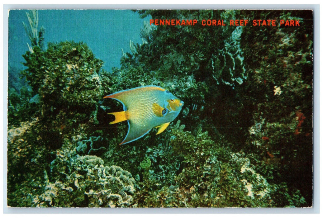 c1960's Pennekamp Coral Reef State Park Key Largo Florida FL Postcard