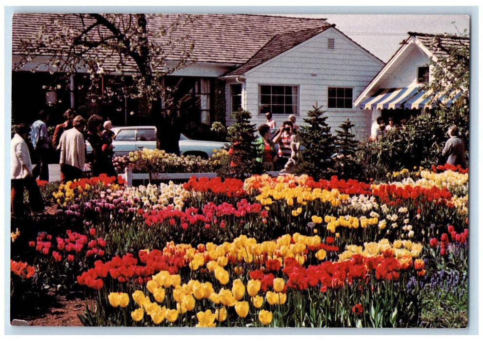 c1950's Van Lierop Bulb Farms Inc. Puyallup Washington WA Vintage Postcard