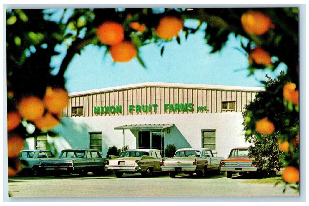c1960's Parking View Mixon Fruit Farms Inc Bradenton Florida FL Postcard
