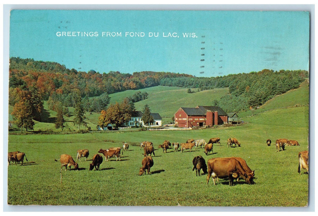 1974 Cows Eating Grass Greetings from Fond Du Lac Wisconsin WI Postcard