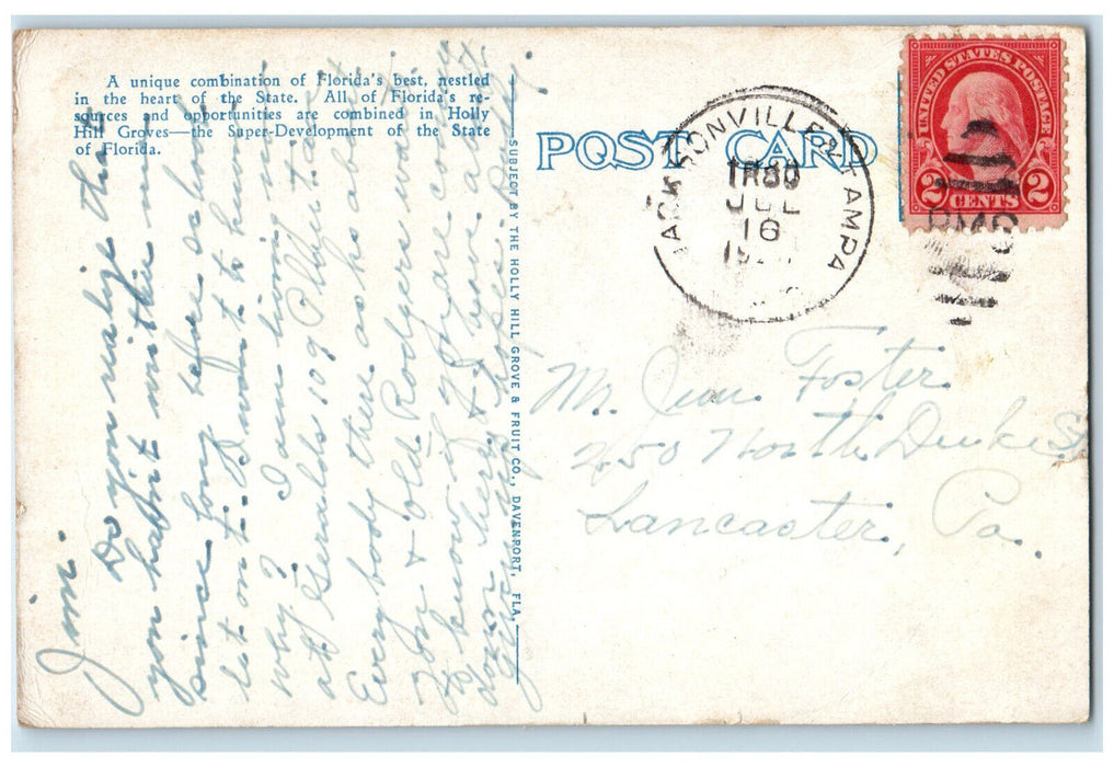 c1920's Orange and Grapefruit Holly Hill Groves Davenport Florida FL Postcard